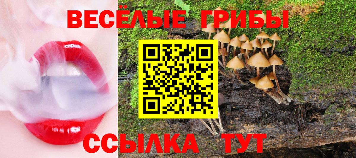 Егорьевск  Галлюциногенные грибы Psilocybe  Вход с VPN 